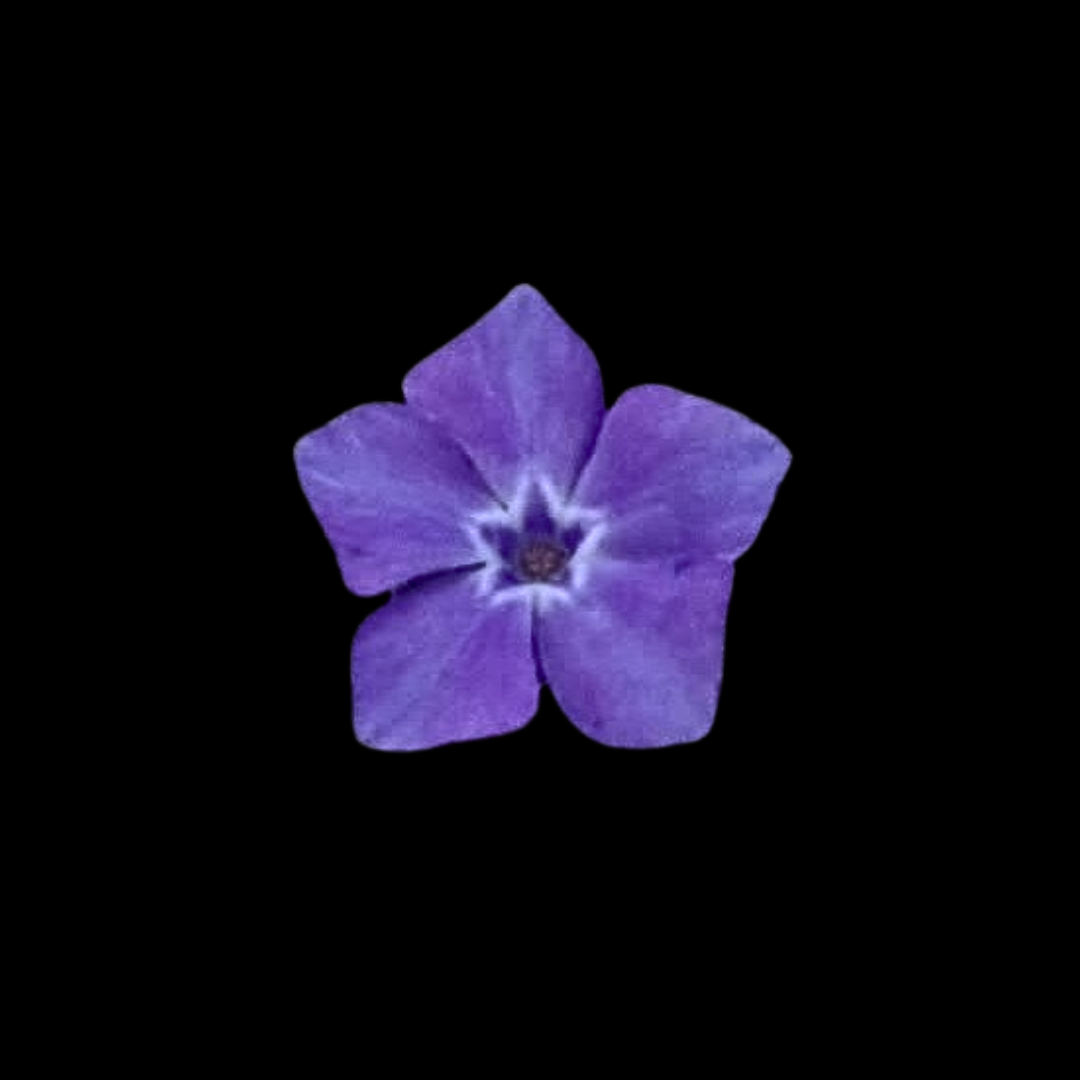 Periwinkle flower